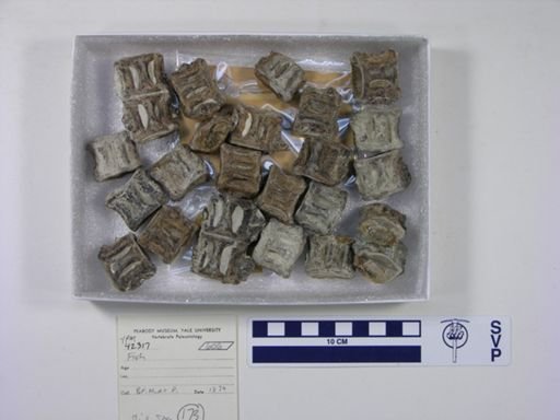 undet. Actinopterygii