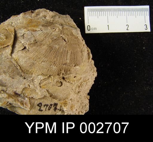 Leptaena? inflata