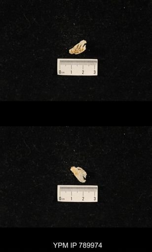 Leptodus sp.