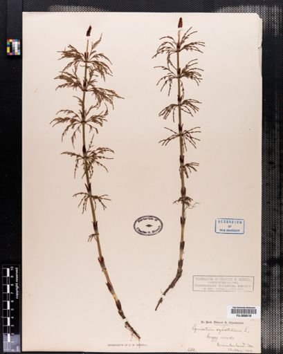 Equisetum sylvaticum