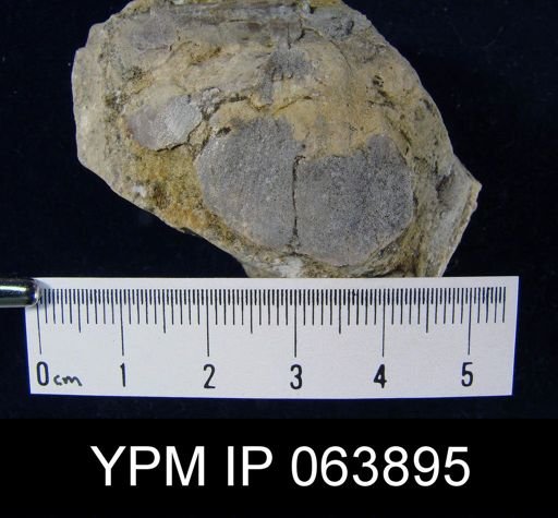 Strophonella roemeri