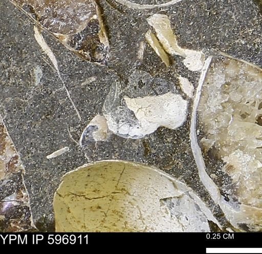 undet. Bivalvia