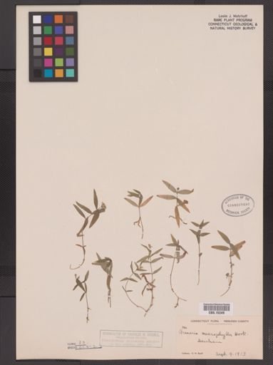 Arenaria macrophylla