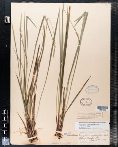 Oryzopsis asperifolia