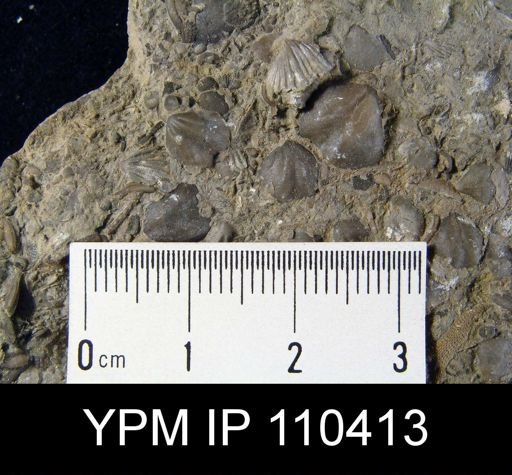 Hyattidina congesta junea
