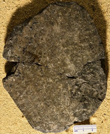 Lepidodendron