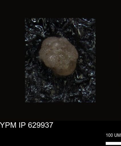 undet. Foraminiferida