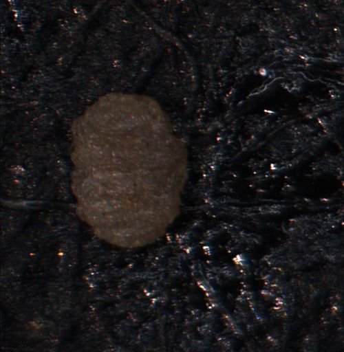 Foraminiferida