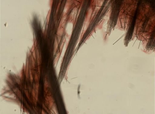 Polymastia infrapilosa