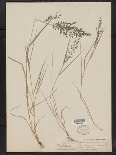 Eragrostis megastachya