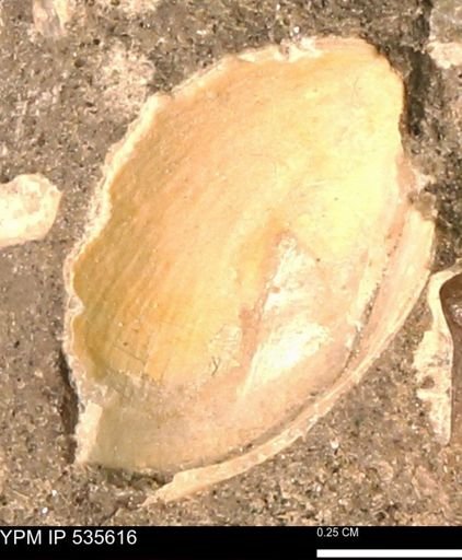 Protocardia subquadrata