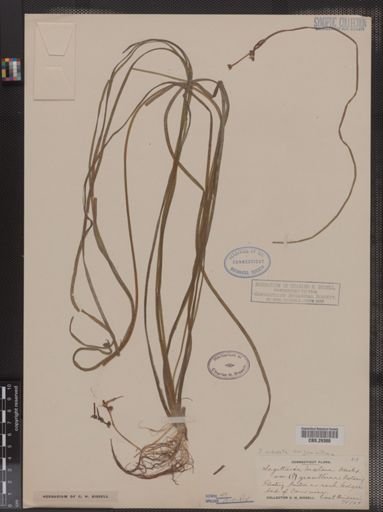 Sagittaria subulata