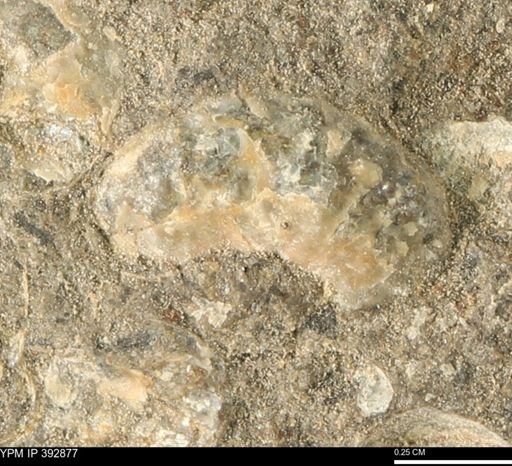 Scaphites sp.