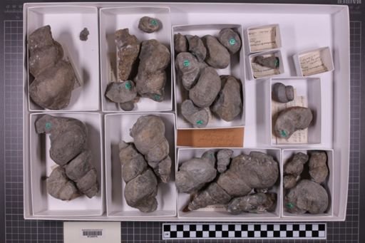 mixed taxa, stratigraphic collection