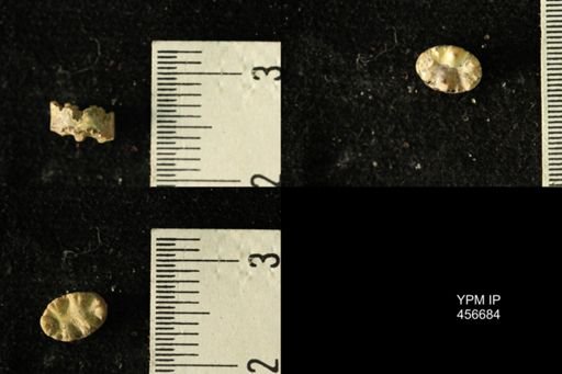 Baculites sp.