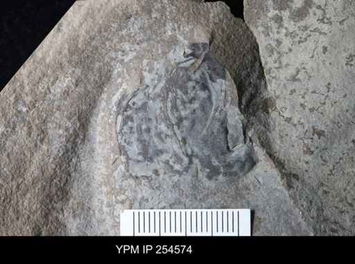 Eurypterida?