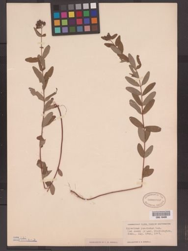 Hypericum punctatum