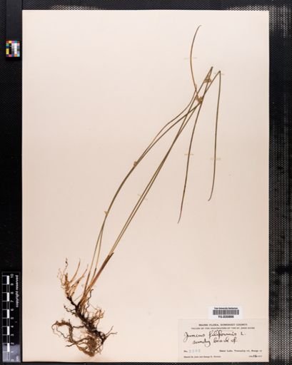 Juncus filiformis