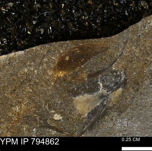 undet. Bivalvia