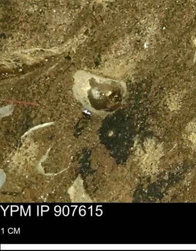 undet. Mollusca