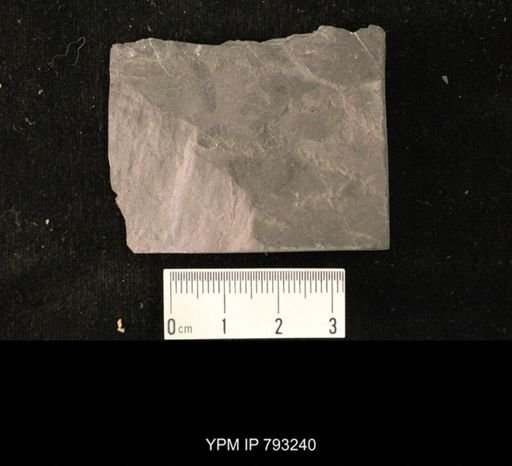 Mormolucoides articulatus
