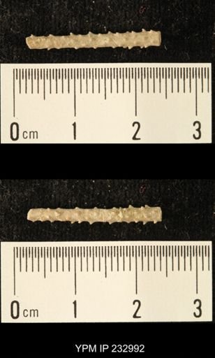 Archaeocidaris sp.