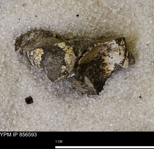Limopsis striatopunctatus