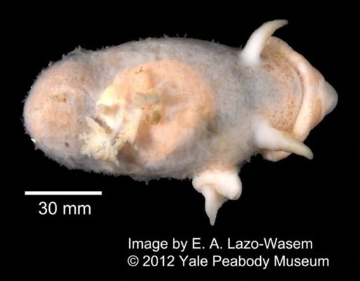 Nudibranchia