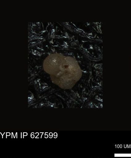 undet. Foraminiferida