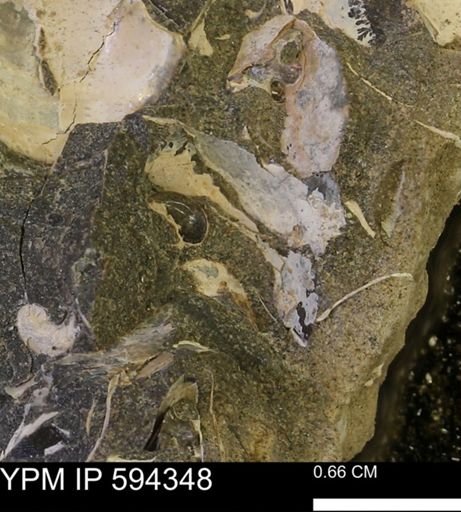 undet. Gastropoda