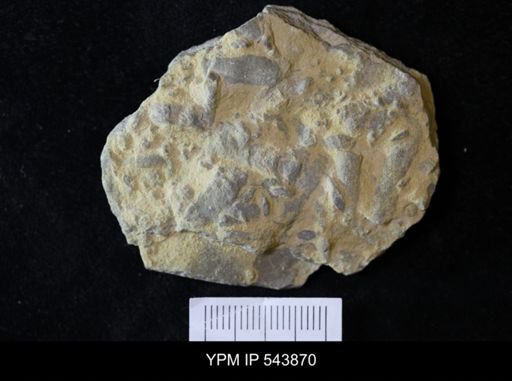 undet. Ichnofossil