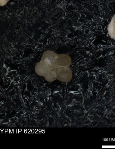 undet. Rugoglobigerinidae