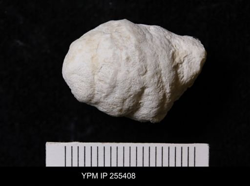 Porifera