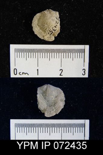 Atrypa tennesseensis