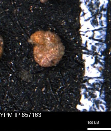 Haplophragmoides gigas