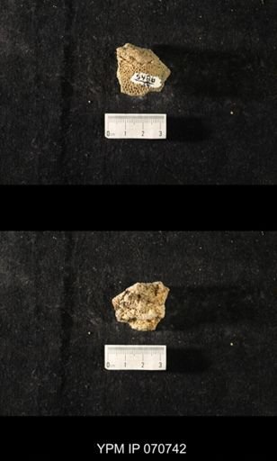 Favosites sp.