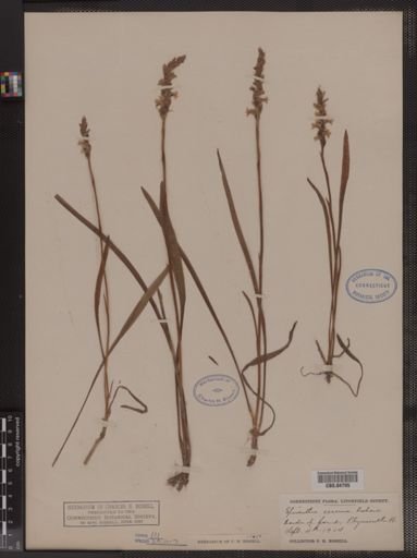 Spiranthes cernua