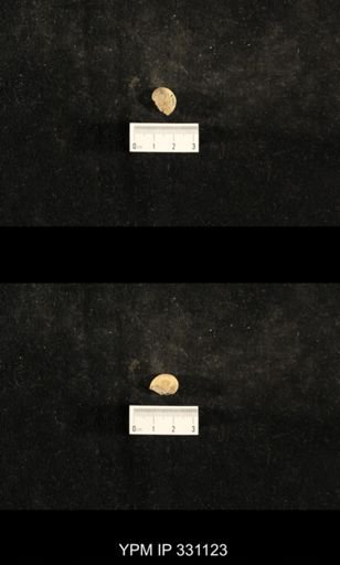 Trepospira sphaerulata