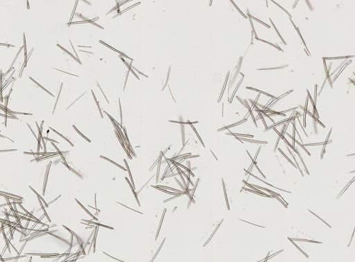 Ectyoplasia ferox