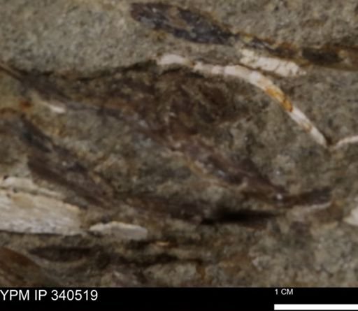 Ostrea glabra