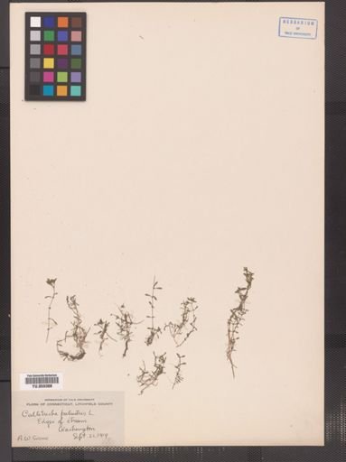 Callitriche palustris
