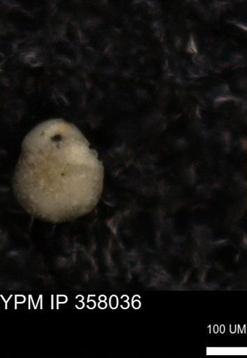 undet. Foraminiferida