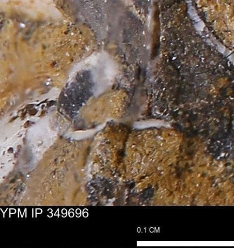 undet. Mollusca