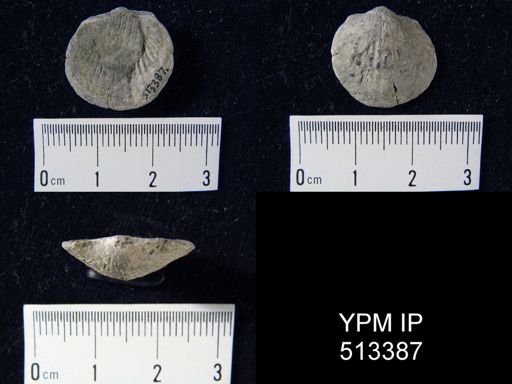 Tropidoleptus carinatus