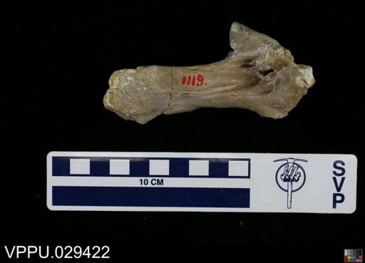 undet. Mosasauridae