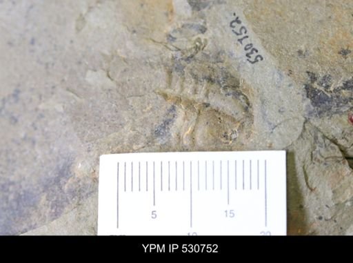undet. Trilobita
