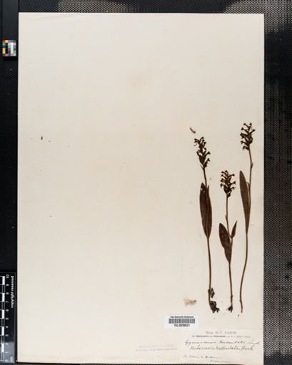 Habenaria clavellata