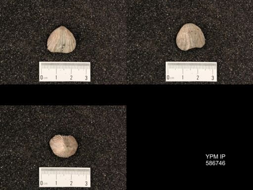 Rhynchotrema capax