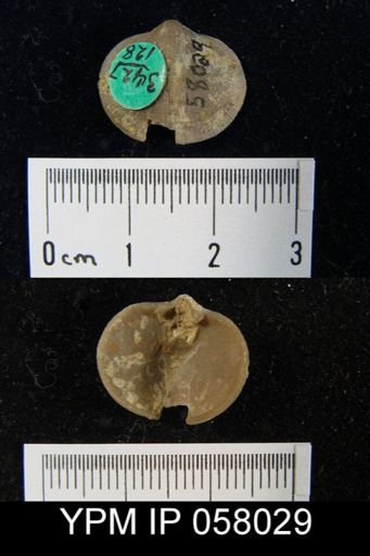Dalmanella subcarinata