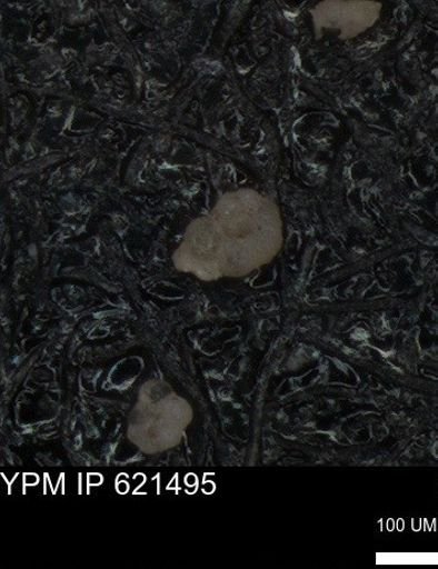 undet. Foraminiferida